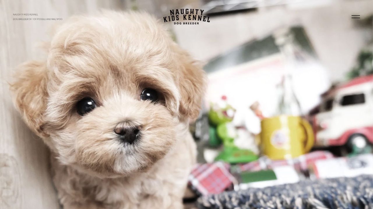 群馬県のトイプードル・マルプー専門犬舎